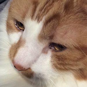 Meet your Posher, Jackson